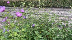 Lavender Chiffon Rose of Sharon | Garden Crossings