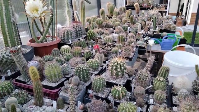 Коллекция кактусов.Огромный цветок королевы ночи.Selenicereus Grandiflorus.Cacteen