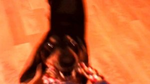 Такса не отдает игрушку!