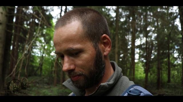 ПЕРВЫЕ ГРИБЫ ЭТОГО СЕЗОНА | БЕЛЫЕ грибы, ПОДБЕРЕЗОВИКИ, ПОДОСИНОВИКИ, черника и земляника смотреть онлайн