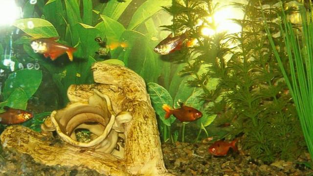 фен шуй гуа 8 смотреть онлайн