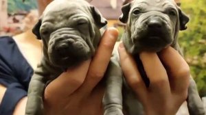 Щенки тайского риджбека от Марвела и Бачи #тайскийриджбек#риджбек