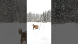 Гигантский тигровый Испанский мастиф