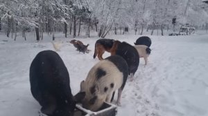 Черничный Хутор спит под снегом до весны.