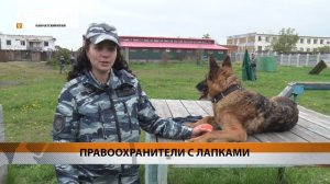 РАБОТАЮТ СОБАКИ – 115 ЛЕТ КИНОЛОГИЧЕСКОЙ СЛУЖБЕ МВД • НОВОСТИ КАМЧАТКИ
