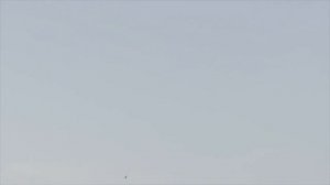 ТОП 19 Самых БЫСТРЫХ Животных в Мире