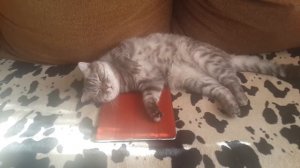 Кошка потягивается