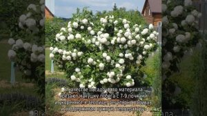 Калина Розеум — описание сорта