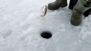 Зимняя рыбалка 2022 - Лучшая мормышка для зимней рыбалки - Ловля окуня зимой