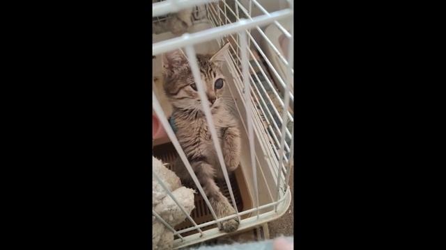 Слепые котята. Рождены на улице, там и потеряли зрение. смотреть онлайн