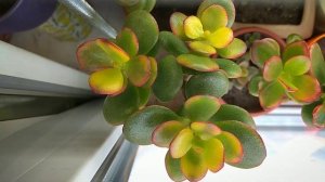 Денежное дерево. Крассулы март 2020. Jade Crassula ovata.