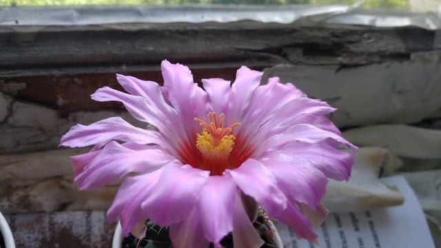 Телокактус Биколор Цветение / Thelocactus Bicolor With Flowers [Off-topic] - Timelapse 2020