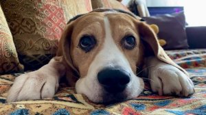 Это мир абсолютно понятен