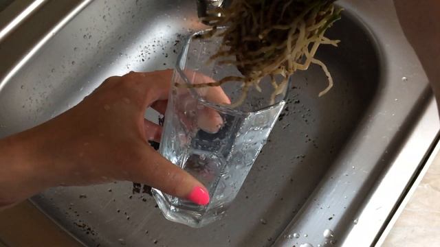 Пересадка Зигопеталума. Перевод на водную систему без просушки. Зигапеталум в воде. смотреть онлайн