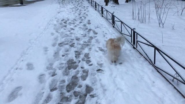 Китайская хохлатая пуховая собака пушистая | Сhinese crested dog