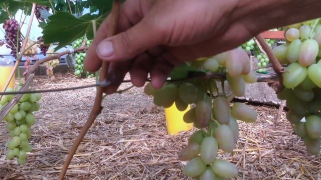 Виноградник Сергея Певнёва