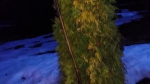 Как перезимовала ТУЯ  (смарагд) после укрывания на зиму #недолгодумая. Последствия.