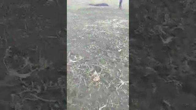 Озимый ячмень,нормы высева 100 и 140 килограмм на гектар смотреть онлайн