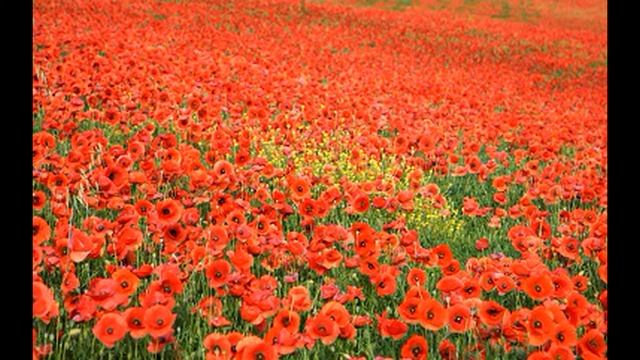 Медитация Поле Любви смотреть онлайн