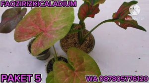 LANJUT,, PROMO KELADI HAYBRID CANTIK,, 50 RIBU 3 PLANT,, PART #030@Faozirizkicaladium