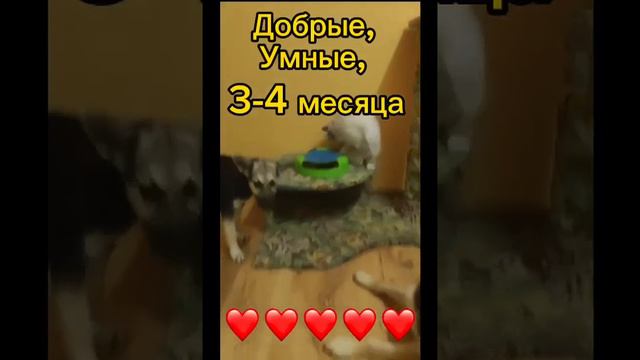 Ищут дом двe малышки!