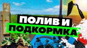 Полив и подкормка арбуза ???