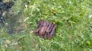 МЕДНЫЙ КЛОНДАЙК. Копаю МЕДЬ в лесу. МЕДНЫЙ кабель.