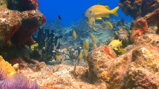 Beautiful Nature Coral Reef life - Sea Turtle, Shark, - Sleep and Relax Music Screensaver смотреть онлайн