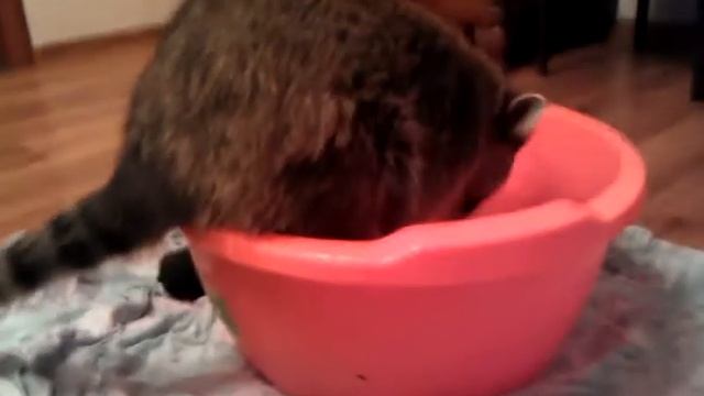 Заставил Йосика стирать свои носки смотреть онлайн