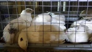 Радонежские перепела в клетке