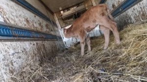 Скотный рынок 14.01.2023