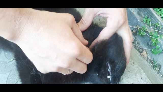 Как вытащить КЛЕЩА у кота, собаки, человека в домашних условиях. Быстро и Безболезненно!!! смотреть онлайн