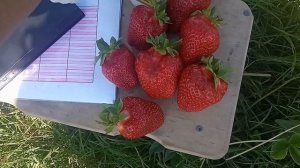 Клубника Моллинг Столетие: недооцененный сорт!