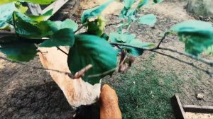 Утро в деревне, пение петухов, душевная  атмосфера деревни.