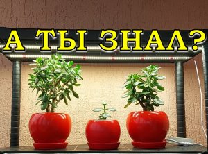 ФИТОЛАМПЫ нового поколения: обзор и тест???