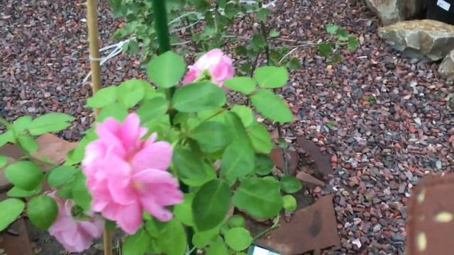 Роза Мэри Роуз. Английская роза. Новинка в моем саду! смотреть онлайн