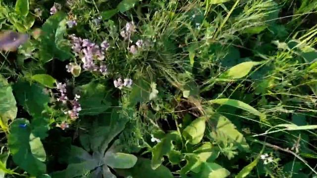 ПОЕЗДКА ЗА ЧЕБРЕЦОМ. ВСТРЕТИЛ ПОЧТАЛЬОНШУ. НОВАЯ ПЕСНЯ ЗИНЫ смотреть онлайн