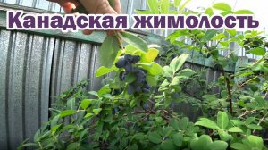 Говорим о канадской жимолости