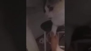 Песня про тасю та-та-та-тасичка.