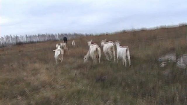 Семечки.Запасаем бесплатно. Где взять?/Деревенская жизнь с нуля. смотреть онлайн