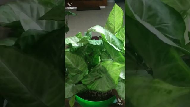 Varieties of Syngonium species (My syngonium collection)