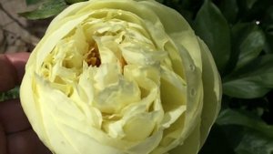 Пион Лемон Шифон (Lemon Chiffon)