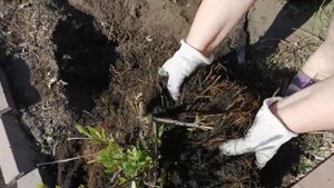 Деление клематиса🌱