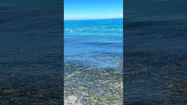 очень много рыбы Крым Беляус
