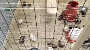 Виргинский перепел.