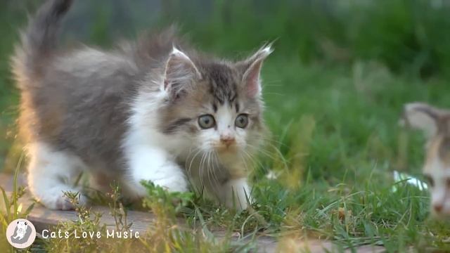Cat Purring Sounds To Help Your Feline Friend Relax And Feel Comfortable ? Sounds That Cats Love