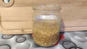 Проросшая пшеница.Как проращивать.Что будет если есть проросшую пшеницу