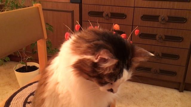 Мурзик готовится к прыжкам и даёт лапу смотреть онлайн