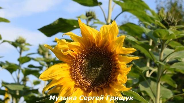 СБОРНИК МУЗЫКИ ДЛЯ ДУШИ ,,ЭТО НАЗЫВАЕТСЯ СЧАСТЬЕ,,Музыка Сергей Грищук