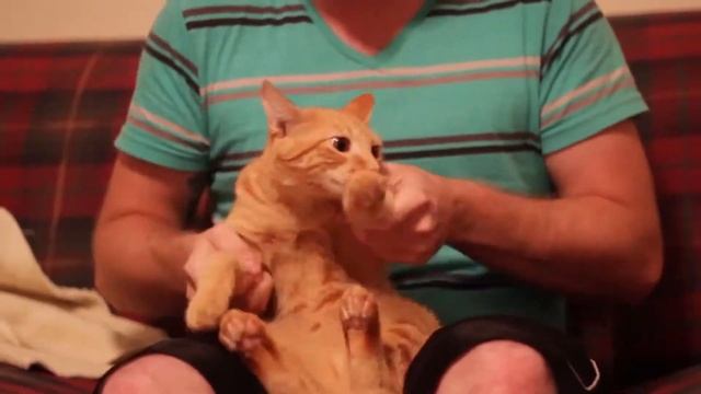 мы научим танцевать даже Кота Waack Fest Хачу Waacking ! 25-27 октября